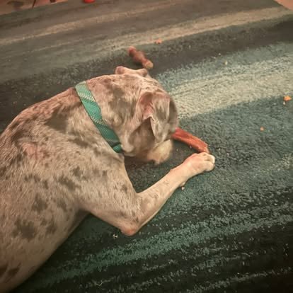 A dog enjoying a chew on a rug