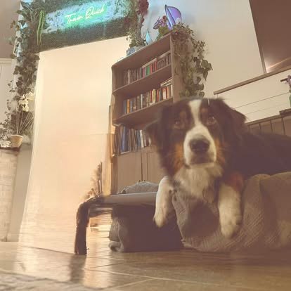 A dog relaxing at TrainQuick
